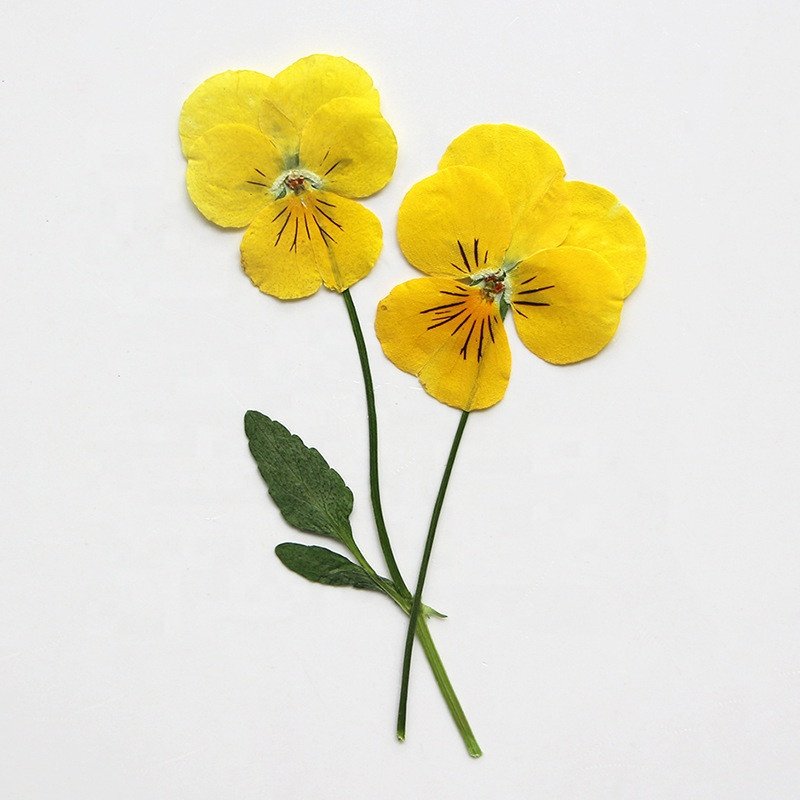 hotsale Dry pressed flower pressed Viola tricolor pressed Pansy with stem for DIY Phone Case Nail Art resin Postcard decoration