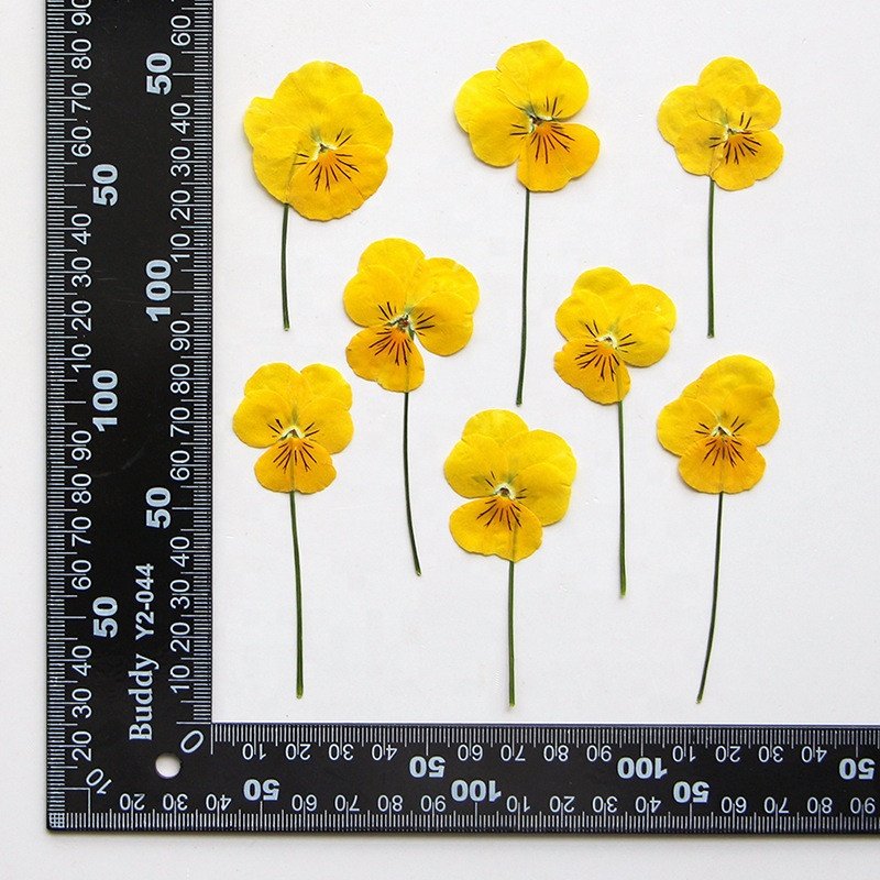 hotsale Dry pressed flower pressed Viola tricolor pressed Pansy with stem for DIY Phone Case Nail Art resin Postcard decoration