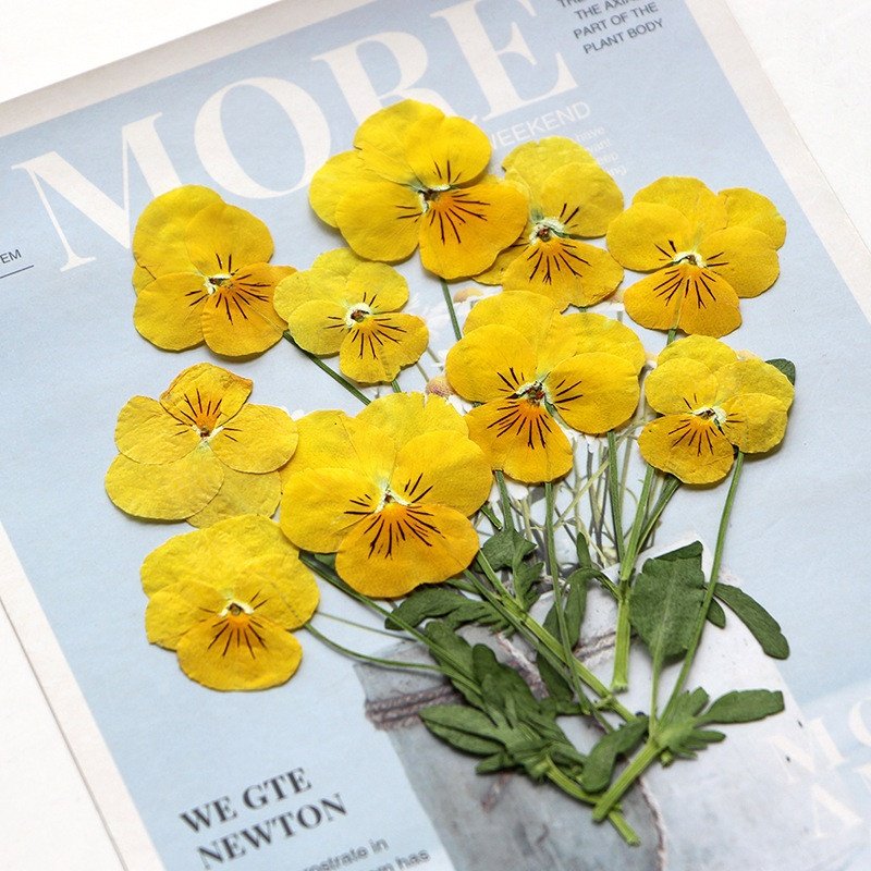 hotsale Dry pressed flower pressed Viola tricolor pressed Pansy with stem for DIY Phone Case Nail Art resin Postcard decoration