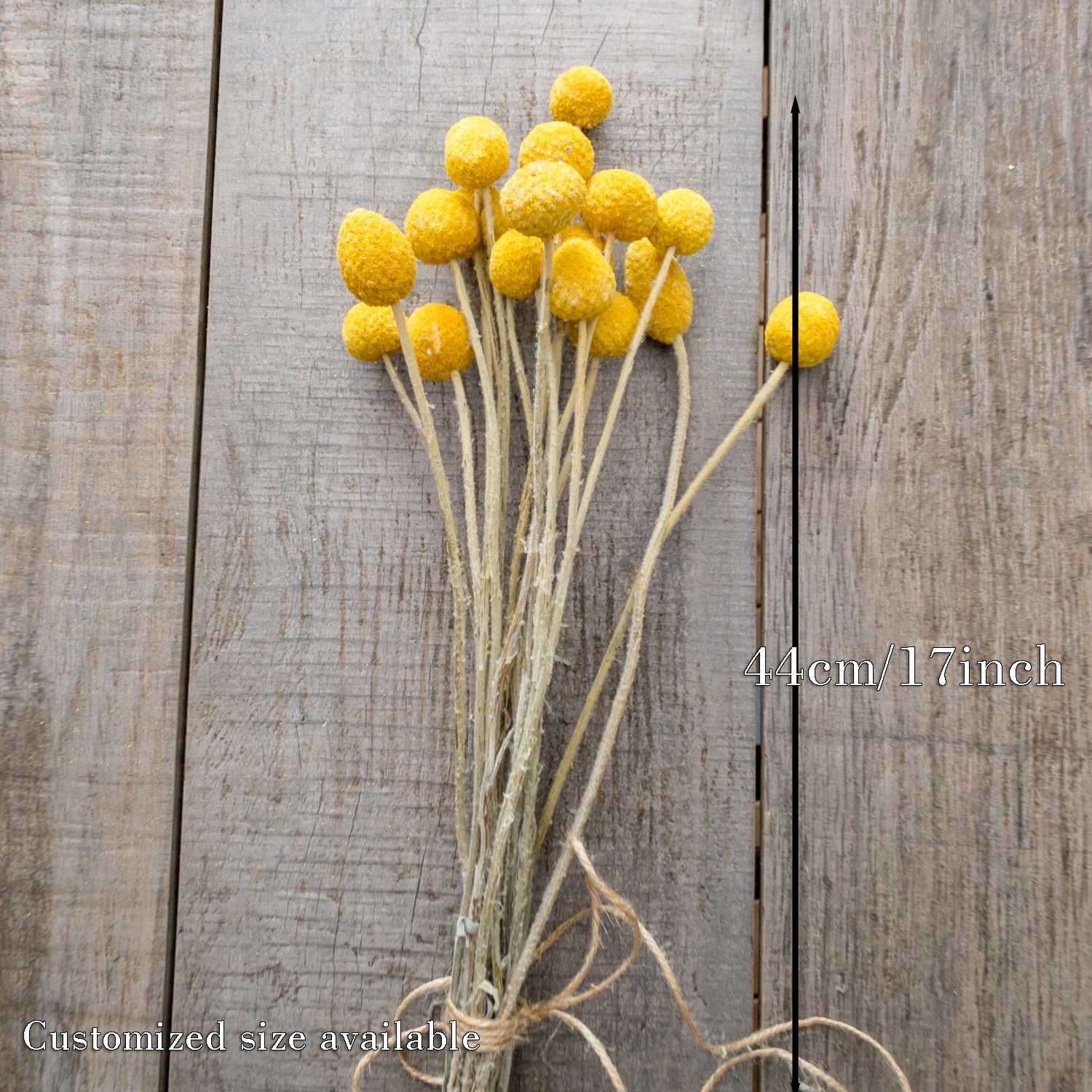 Simple style dried flower billy balls & golden ball for home decor