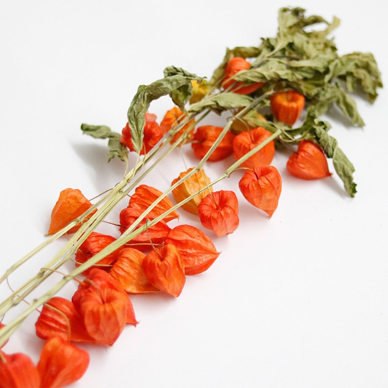 Dry Flowers natural Real Dried Flowers Plants ried Small Pumpkin Fruit for home decoration