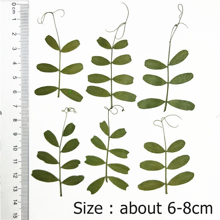 Mochi Leaf Real Tree Leaf Real Flower Diy Materials Plant Specimen Handcraft Manual Work Decoration Handcraft Products