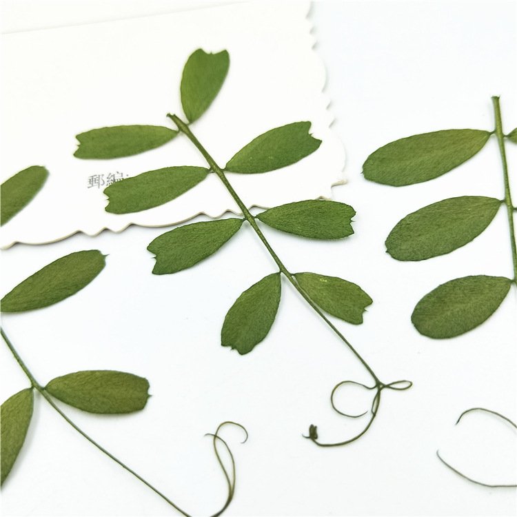 Mochi Leaf Real Tree Leaf Real Flower Diy Materials Plant Specimen Handcraft Manual Work Decoration Handcraft Products