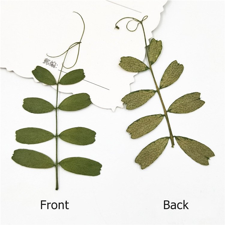 Mochi Leaf Real Tree Leaf Real Flower Diy Materials Plant Specimen Handcraft Manual Work Decoration Handcraft Products
