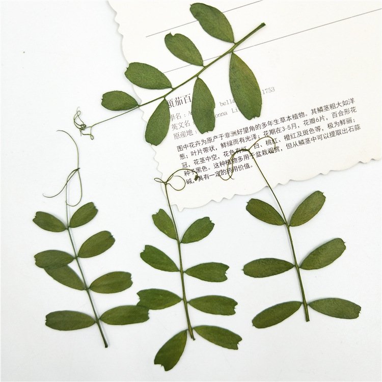 Mochi Leaf Real Tree Leaf Real Flower Diy Materials Plant Specimen Handcraft Manual Work Decoration Handcraft Products
