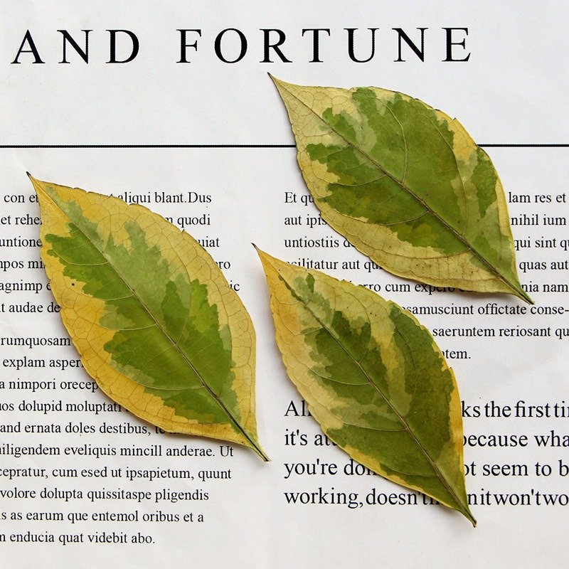 Spotted Fallen Leaves Dried Flowers Embossed Plant Specimens Epoxy Handmade Bookmarks Leaves Diy Materials