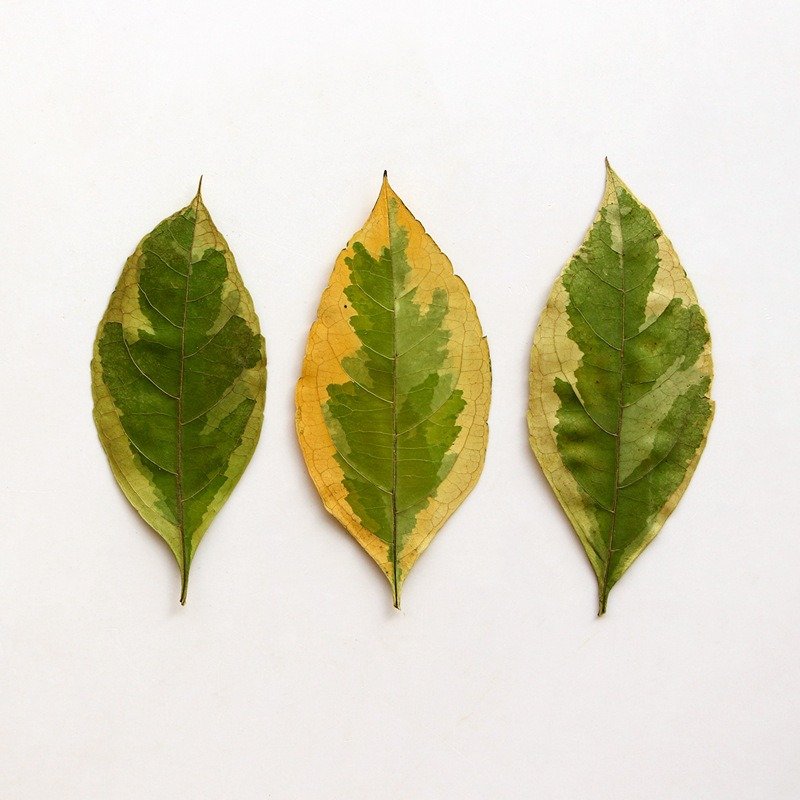 Spotted Fallen Leaves Dried Flowers Embossed Plant Specimens Epoxy Handmade Bookmarks Leaves Diy Materials