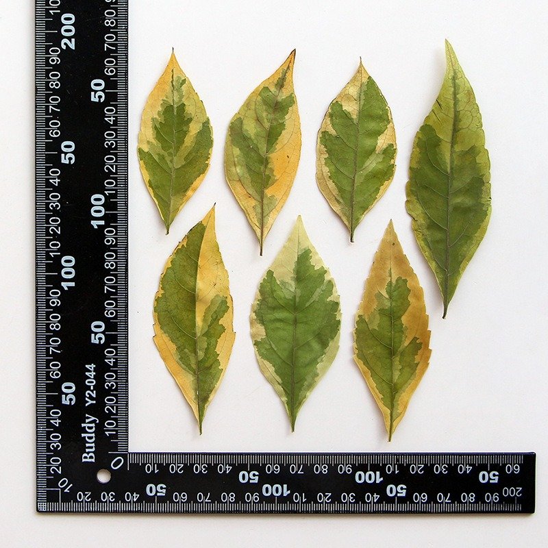 Spotted Fallen Leaves Dried Flowers Embossed Plant Specimens Epoxy Handmade Bookmarks Leaves Diy Materials