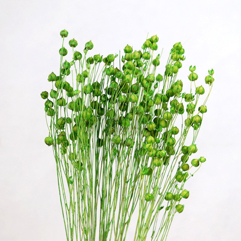 AX-24 Wholesale Dried Flowers Jequirity Flax Dried flowers Bouquet Acacia Beans Decorative Dried Flowers Rich Beans for Decor