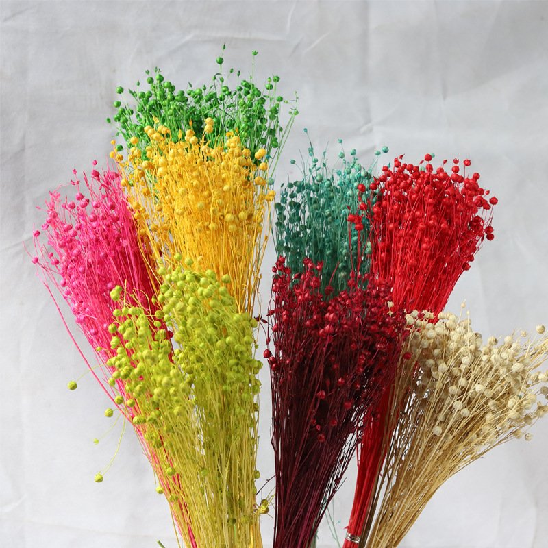 AX-24 Wholesale Dried Flowers Jequirity Flax Dried flowers Bouquet Acacia Beans Decorative Dried Flowers Rich Beans for Decor