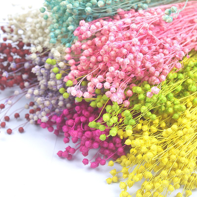 AX-24 Wholesale Dried Flowers Jequirity Flax Dried flowers Bouquet Acacia Beans Decorative Dried Flowers Rich Beans for Decor
