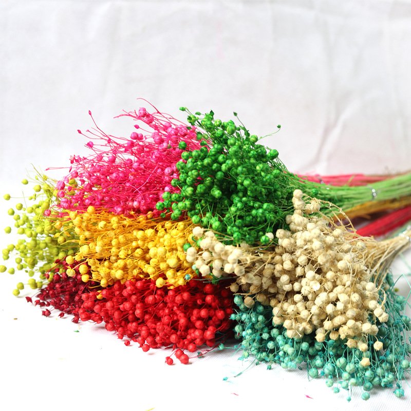 AX-24 Wholesale Dried Flowers Jequirity Flax Dried flowers Bouquet Acacia Beans Decorative Dried Flowers Rich Beans for Decor