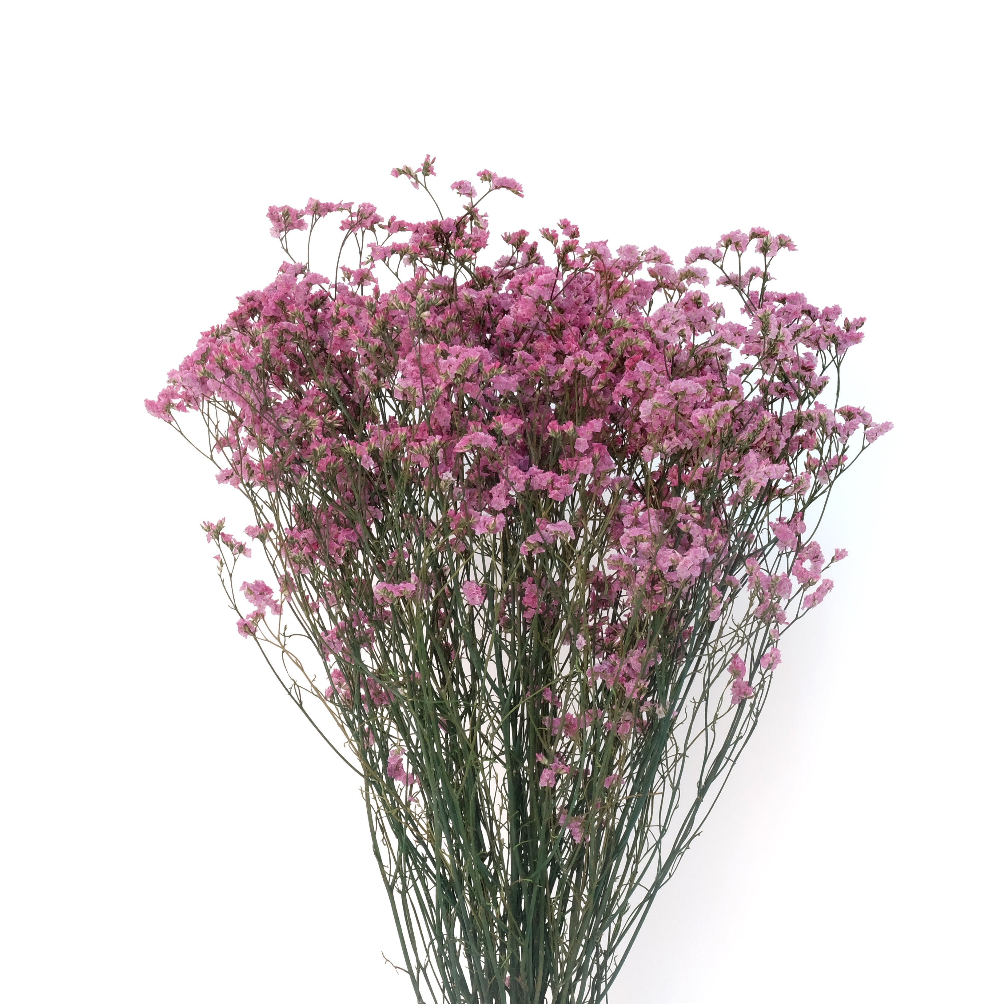 Limonium fresh dried flower for home decoration