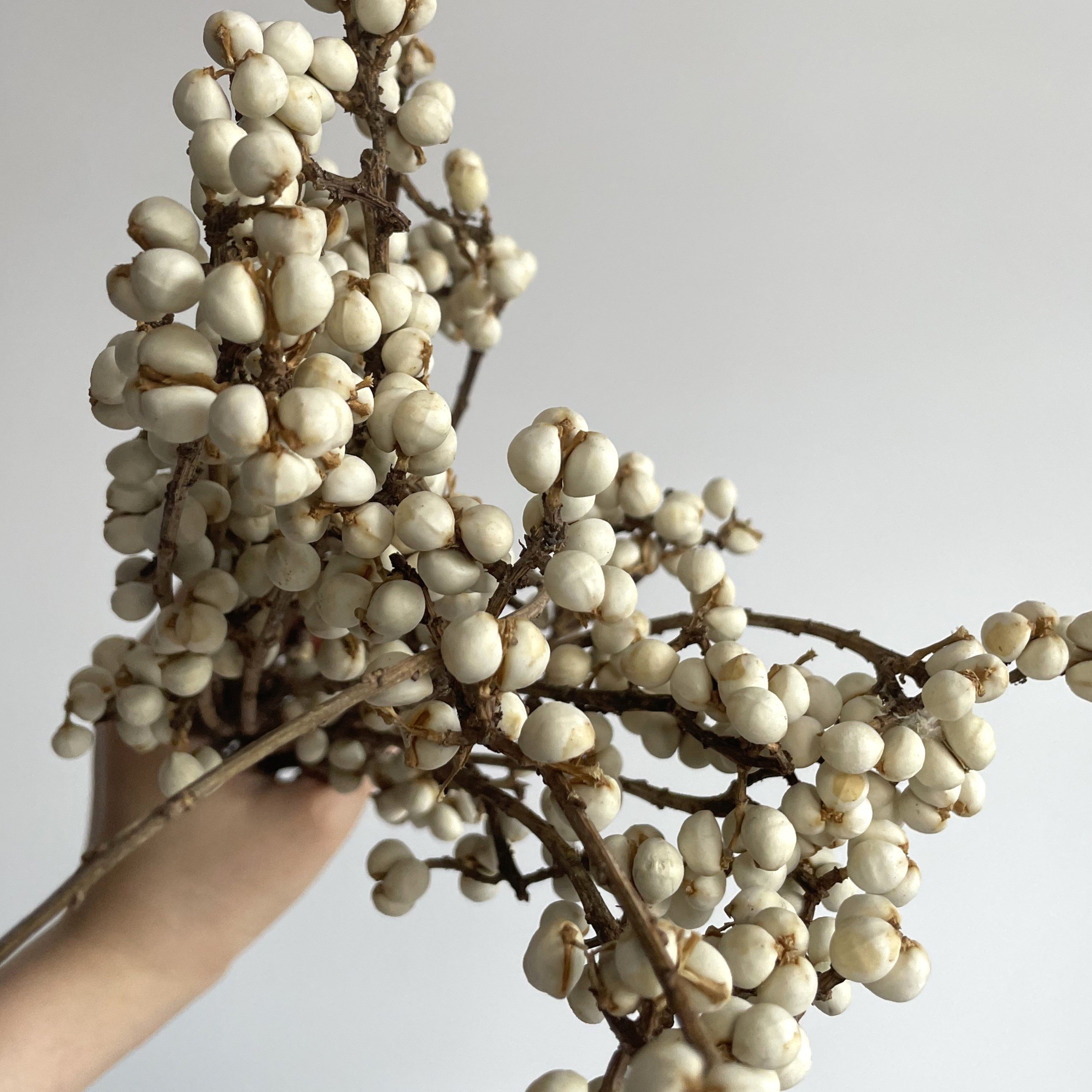 Dried Tallow Berries, tallowberries, natural berries, berries,craft flowers, dried berries, Wedding flowers
