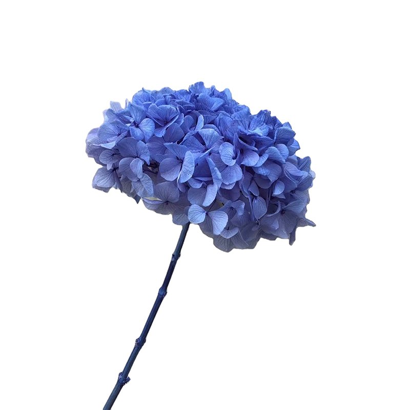 bouquet of flowers dried hydrangea flowers big leaf pink blue purple white dusty rose red preserved hydrangeas for events decor