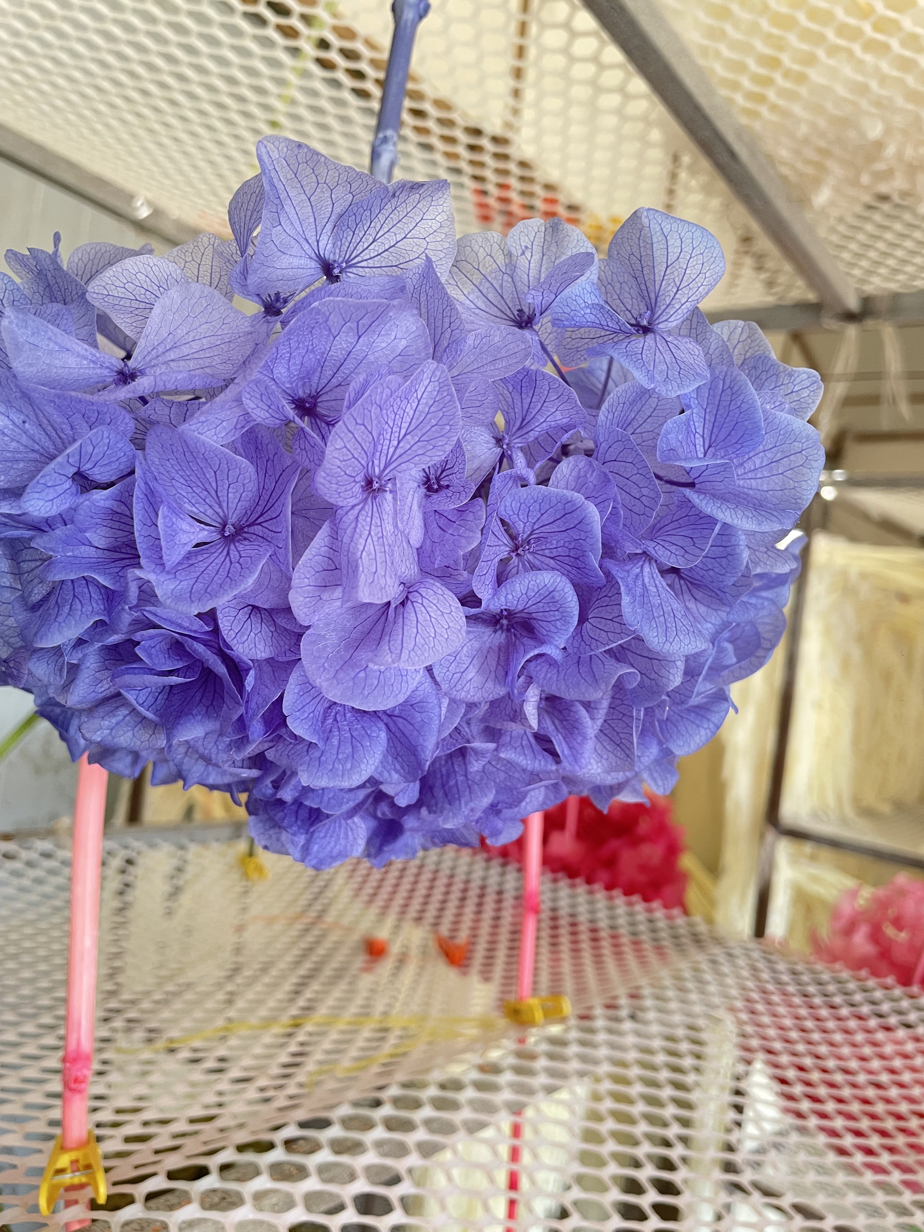 bouquet of flowers dried hydrangea flowers big leaf pink blue purple white dusty rose red preserved hydrangeas for events decor