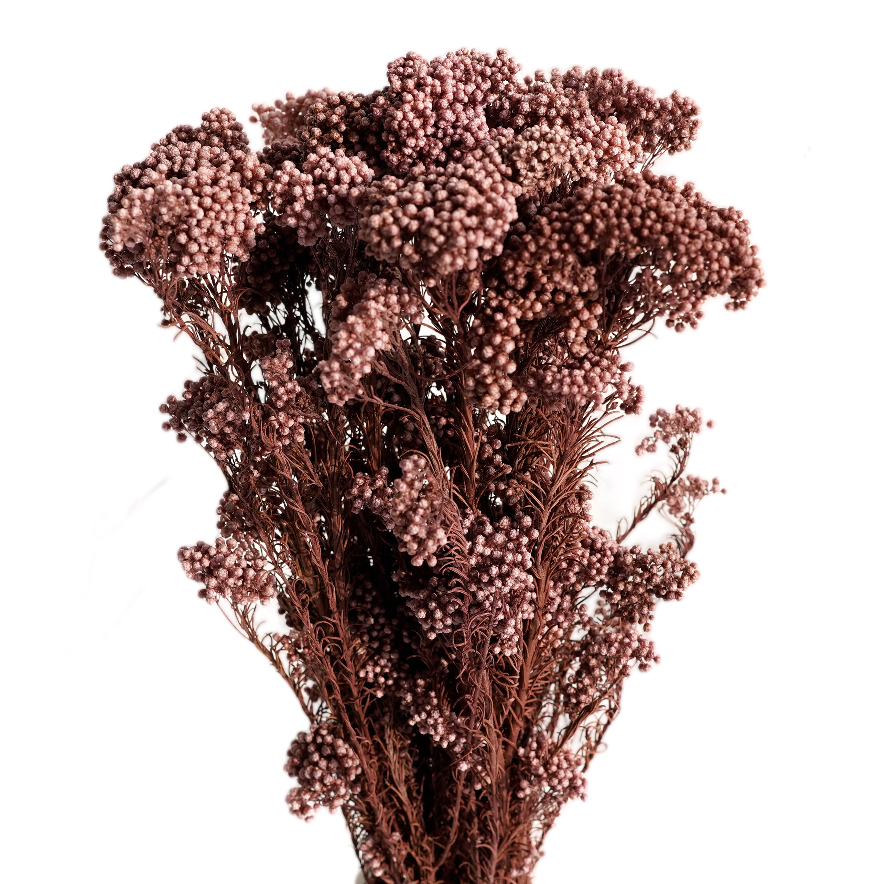 Wholesale price Flower Arrangement Long lasting Preserved Natural millet flowers Dried Bouquet For Home And Wedding Decoration