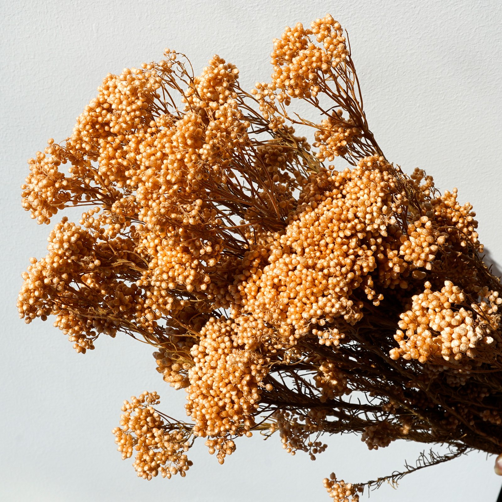 Wholesale price Flower Arrangement Long lasting Preserved Natural millet flowers Dried Bouquet For Home And Wedding Decoration