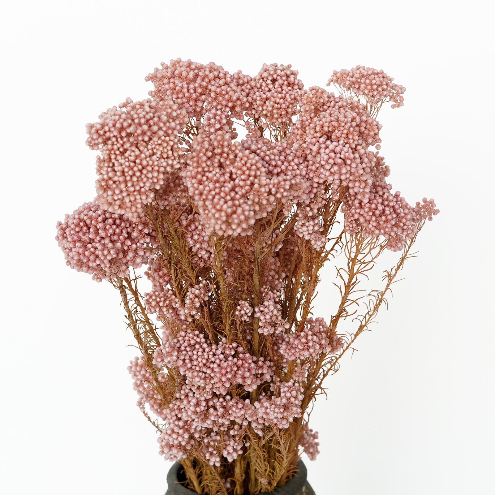 Wholesale price Flower Arrangement Long lasting Preserved Natural millet flowers Dried Bouquet For Home And Wedding Decoration