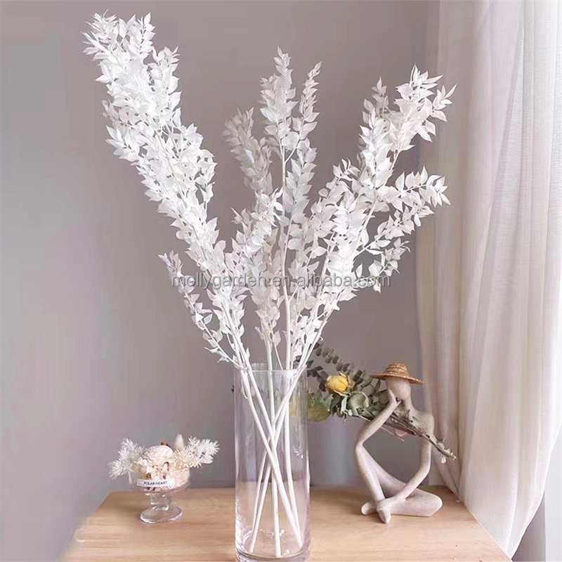 Wholesale White Eucalyptus Italian Ruscus Bulk Large Natural Preserved Bleached Plant Leaves Dried Stems for Weddings Home Vase
