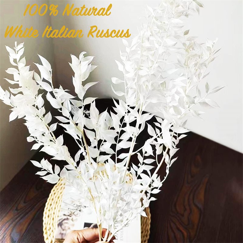 Wholesale White Eucalyptus Italian Ruscus Bulk Large Natural Preserved Bleached Plant Leaves Dried Stems for Weddings Home Vase