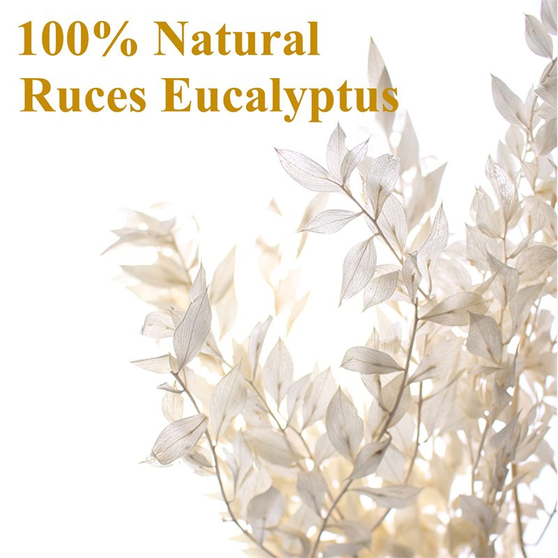 Wholesale White Eucalyptus Italian Ruscus Bulk Large Natural Preserved Bleached Plant Leaves Dried Stems for Weddings Home Vase