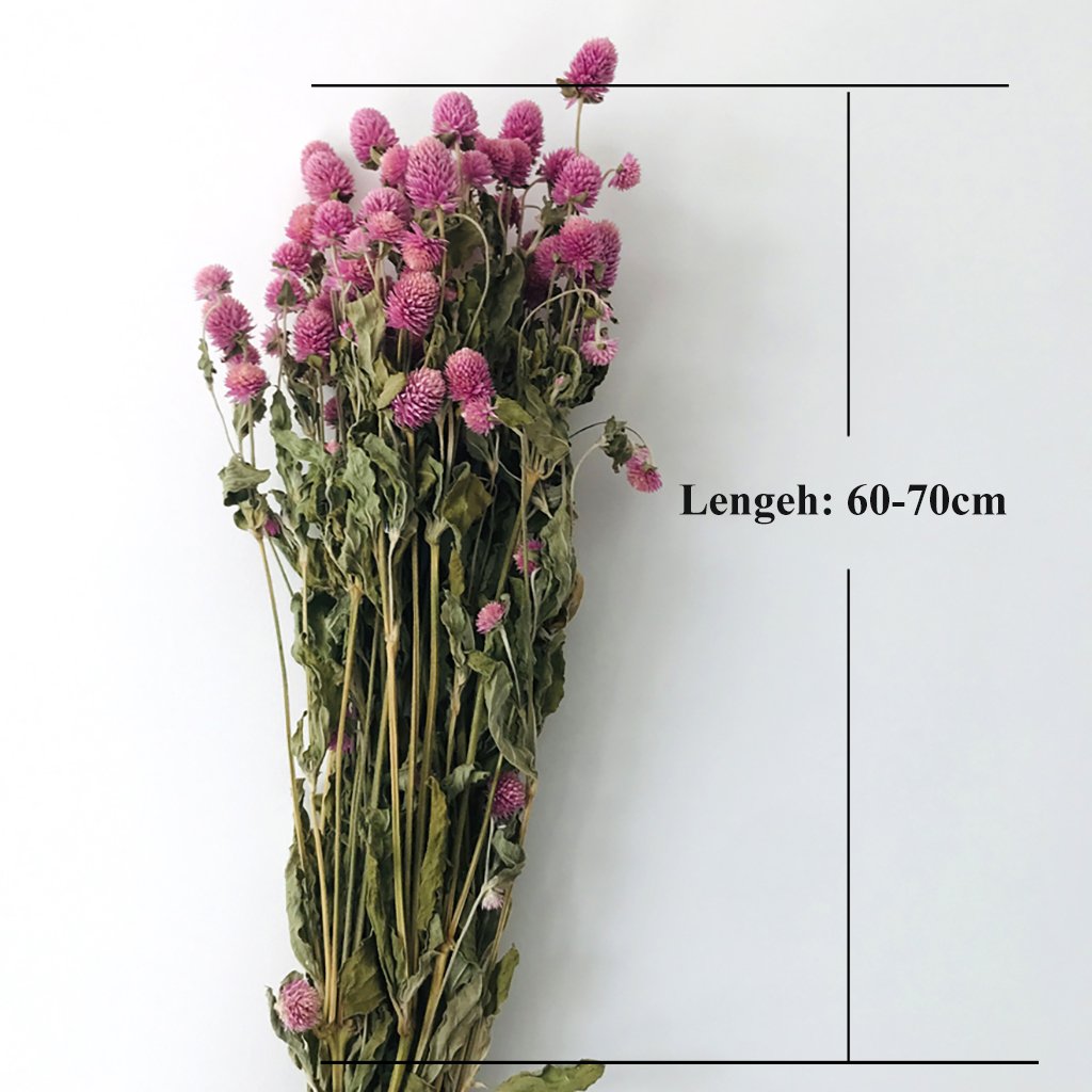 Dried Flowers Gomphrena Globosa Bunch Natural Colorful Globe Amaranth For Wedding Decoration Birthday Gift Creative Crafts