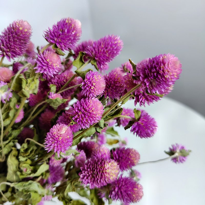 Dried Flowers Gomphrena Globosa Bunch Natural Colorful Globe Amaranth For Wedding Decoration Birthday Gift Creative Crafts