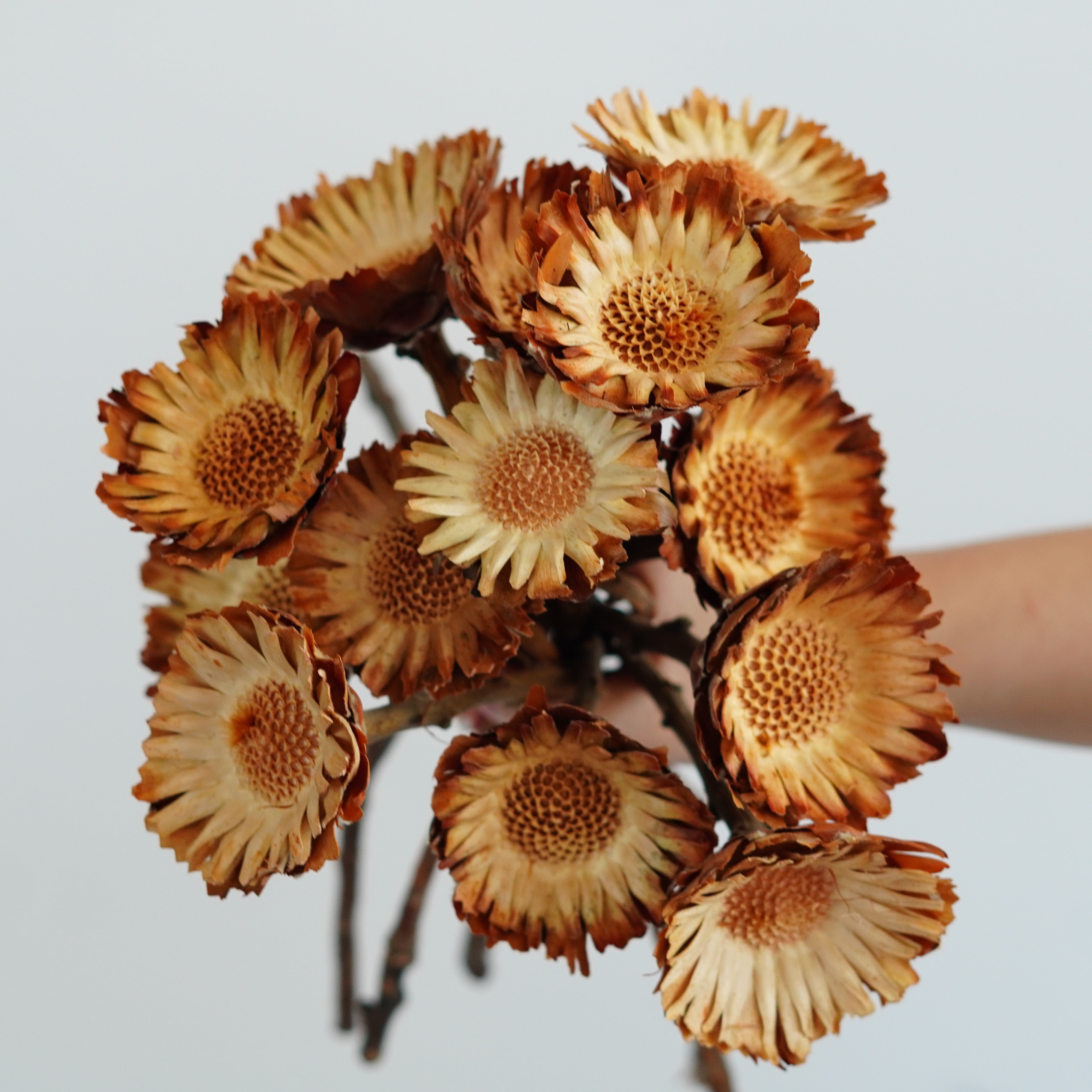 Sunflower dried sun Chrysanthemum Dried Flower