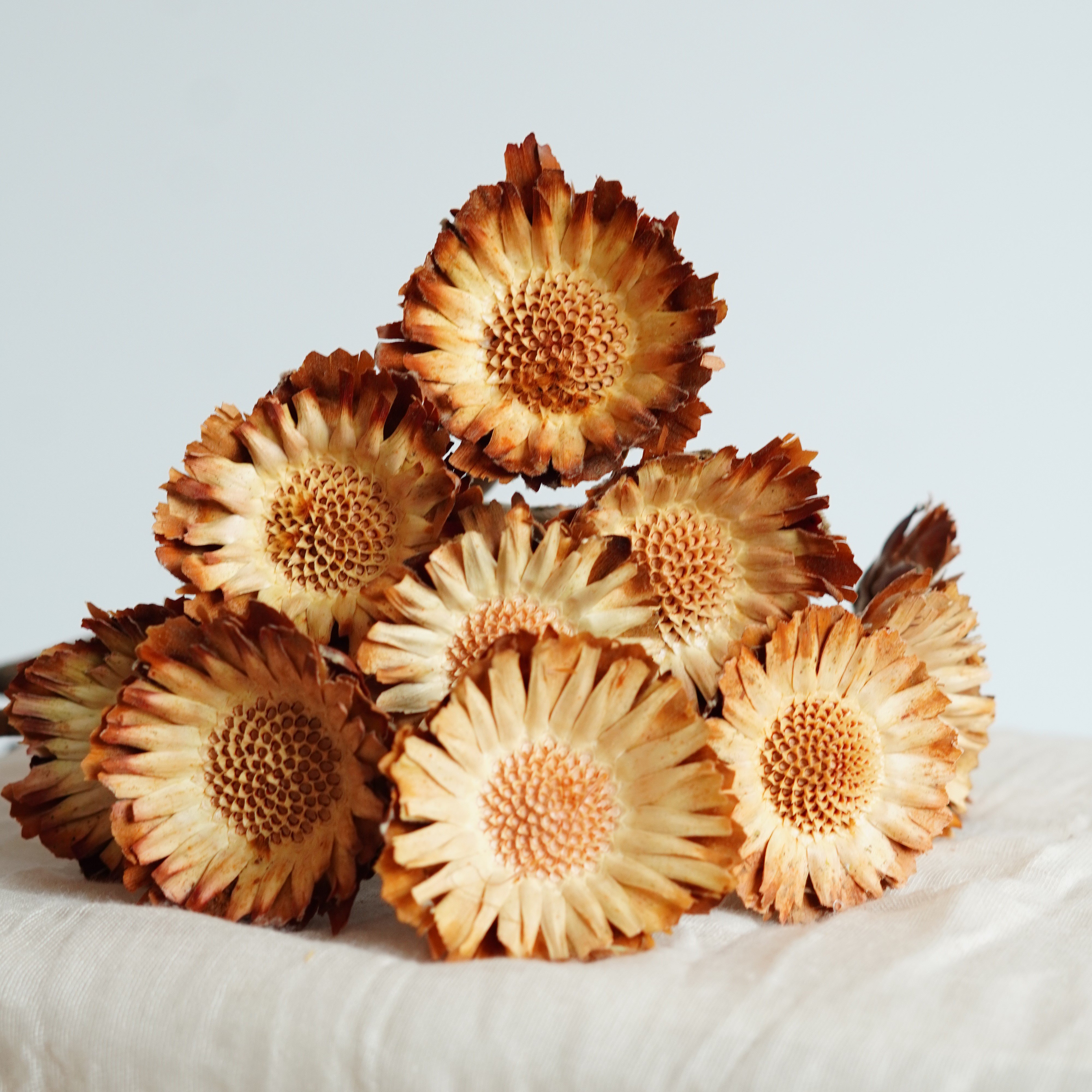 Sunflower dried sun Chrysanthemum Dried Flower