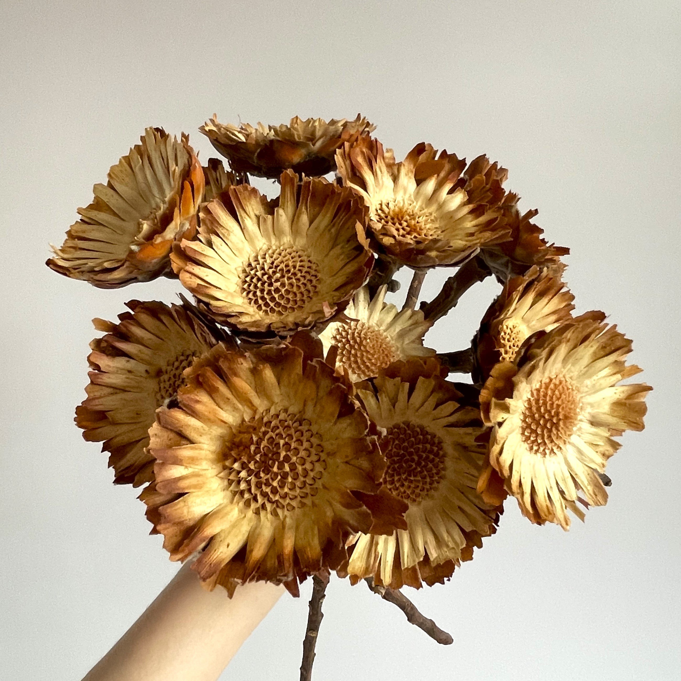 Sunflower dried sun Chrysanthemum Dried Flower