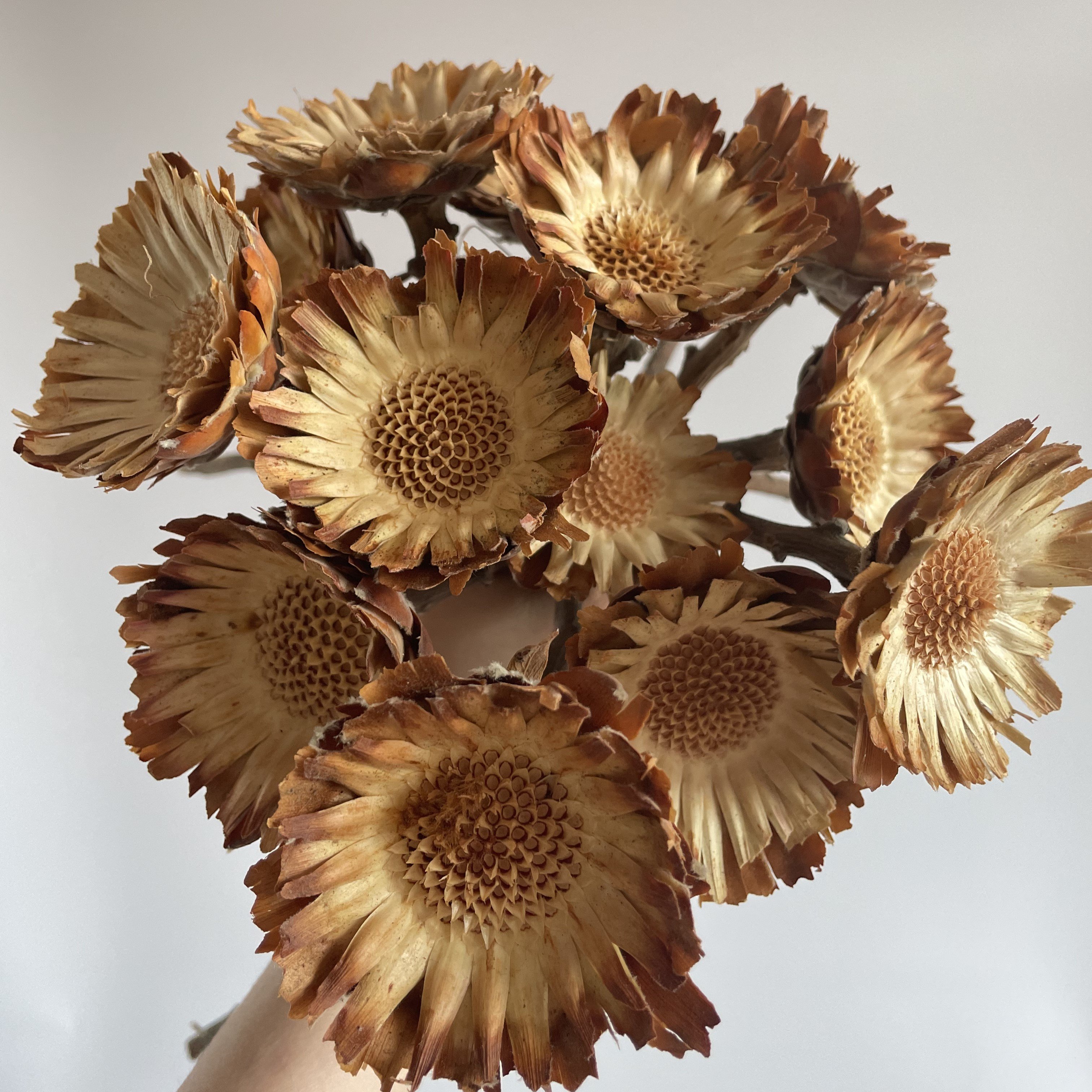 Sunflower dried sun Chrysanthemum Dried Flower