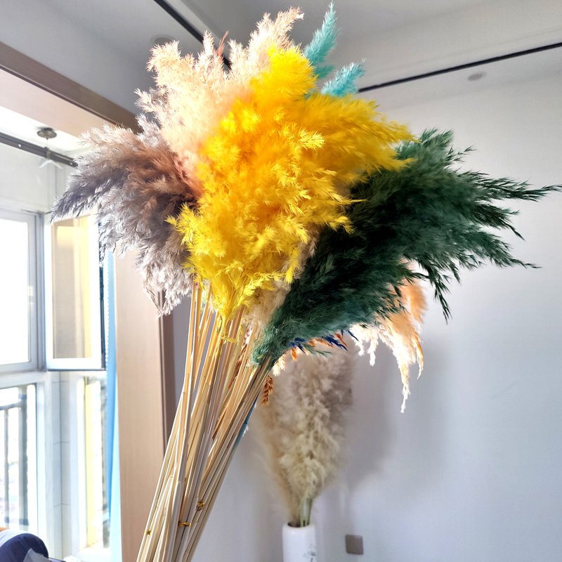 Dried Pampas Grass Wedding Flower Arrangement Bohemia Decor Yunnan Wholesale Natural Colorful Dry Fluffy Wild Pampas Grass