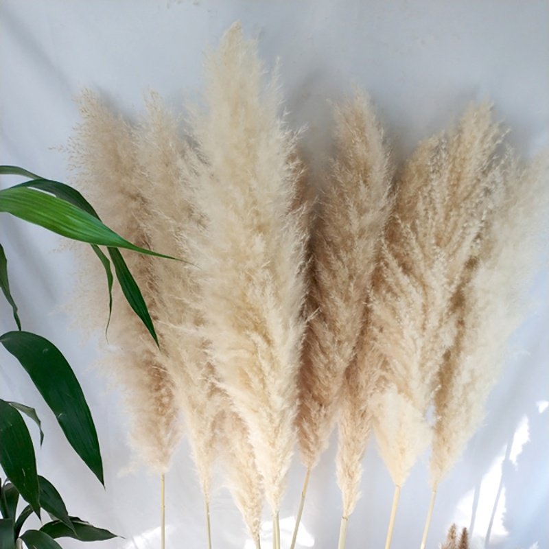 Dried Pampas Grass Wedding Flower Arrangement Bohemia Decor Yunnan Wholesale Natural Colorful Dry Fluffy Wild Pampas Grass