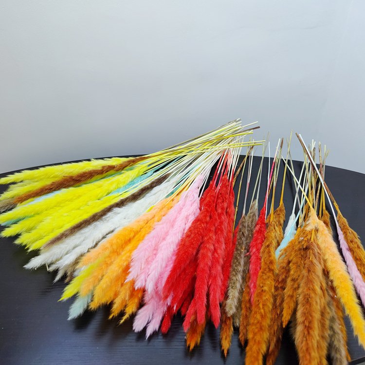 Dried Pampas Grass Wedding Flower Arrangement Bohemia Decor Yunnan Wholesale Natural Colorful Dry Fluffy Wild Pampas Grass