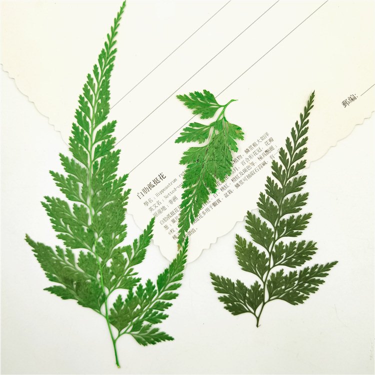 Odontosoria Chinensis Dried Leaf Dye Resin Decorative Leaf Stickers Plant Specimen Material Kit