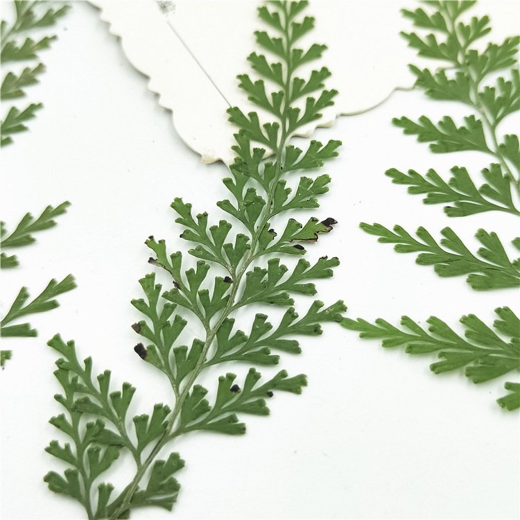Odontosoria Chinensis Dried Leaf Dye Resin Decorative Leaf Stickers Plant Specimen Material Kit