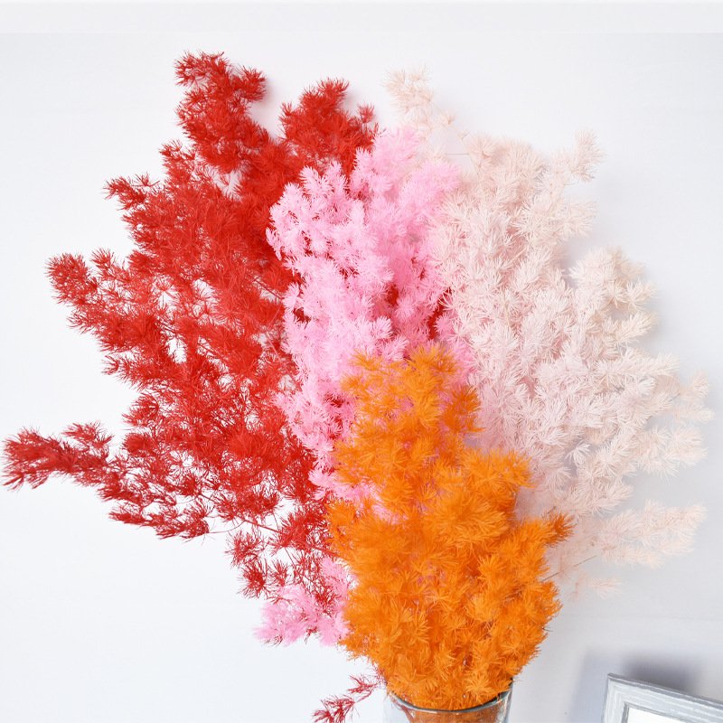 Factory Dried Flower Penglai Pine Preserved Asparagus Myrioeladus Ming Ferns for Wedding Decoration