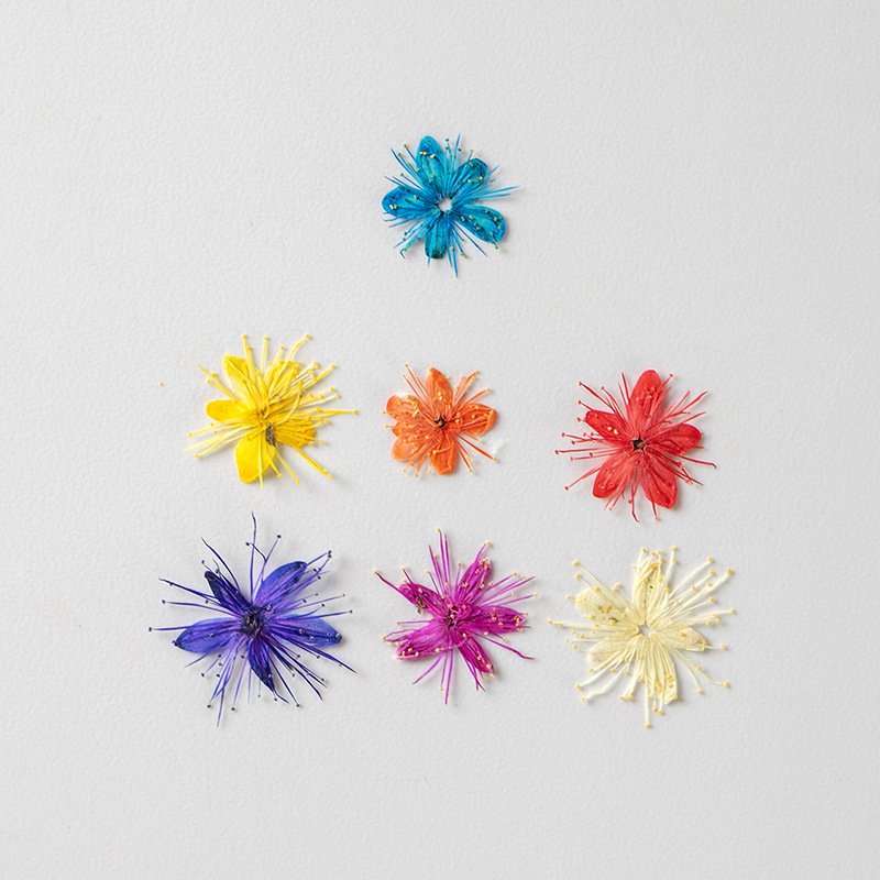 Colorful DIY Real Dried Flower Plant for Specimen Teaching Handmade Photo Frame Bookmark Mobile Phone Painting Package Material