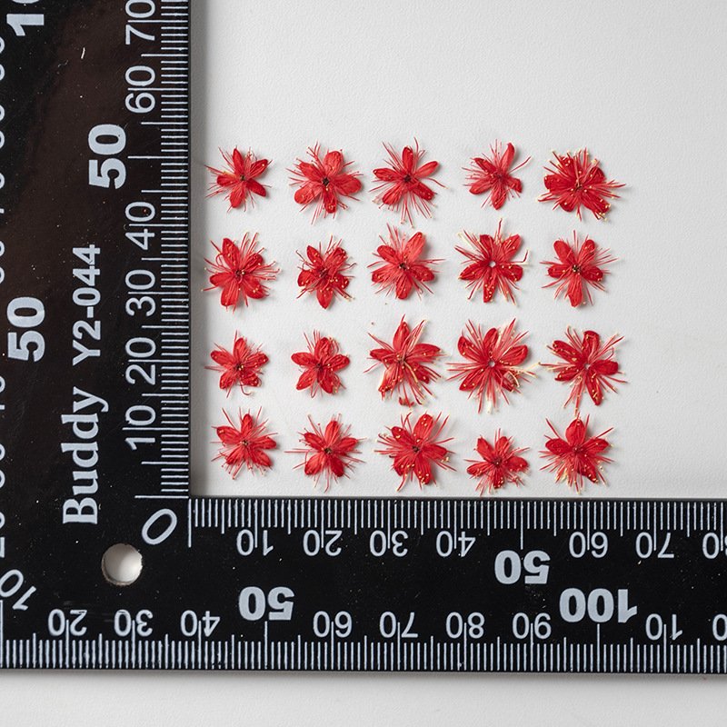 Colorful DIY Real Dried Flower Plant for Specimen Teaching Handmade Photo Frame Bookmark Mobile Phone Painting Package Material