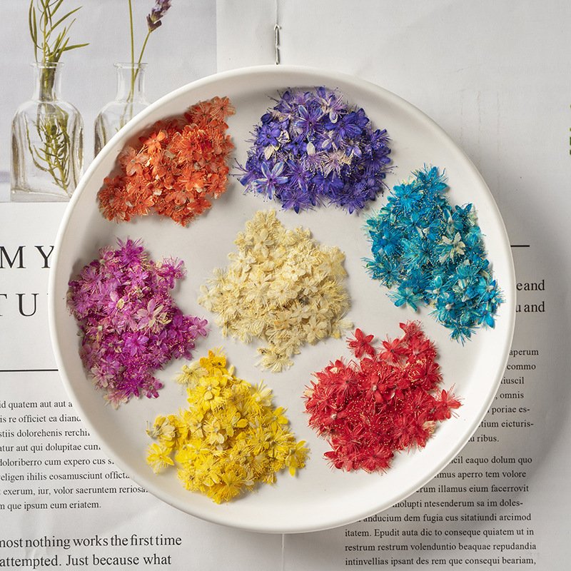 Colorful DIY Real Dried Flower Plant for Specimen Teaching Handmade Photo Frame Bookmark Mobile Phone Painting Package Material