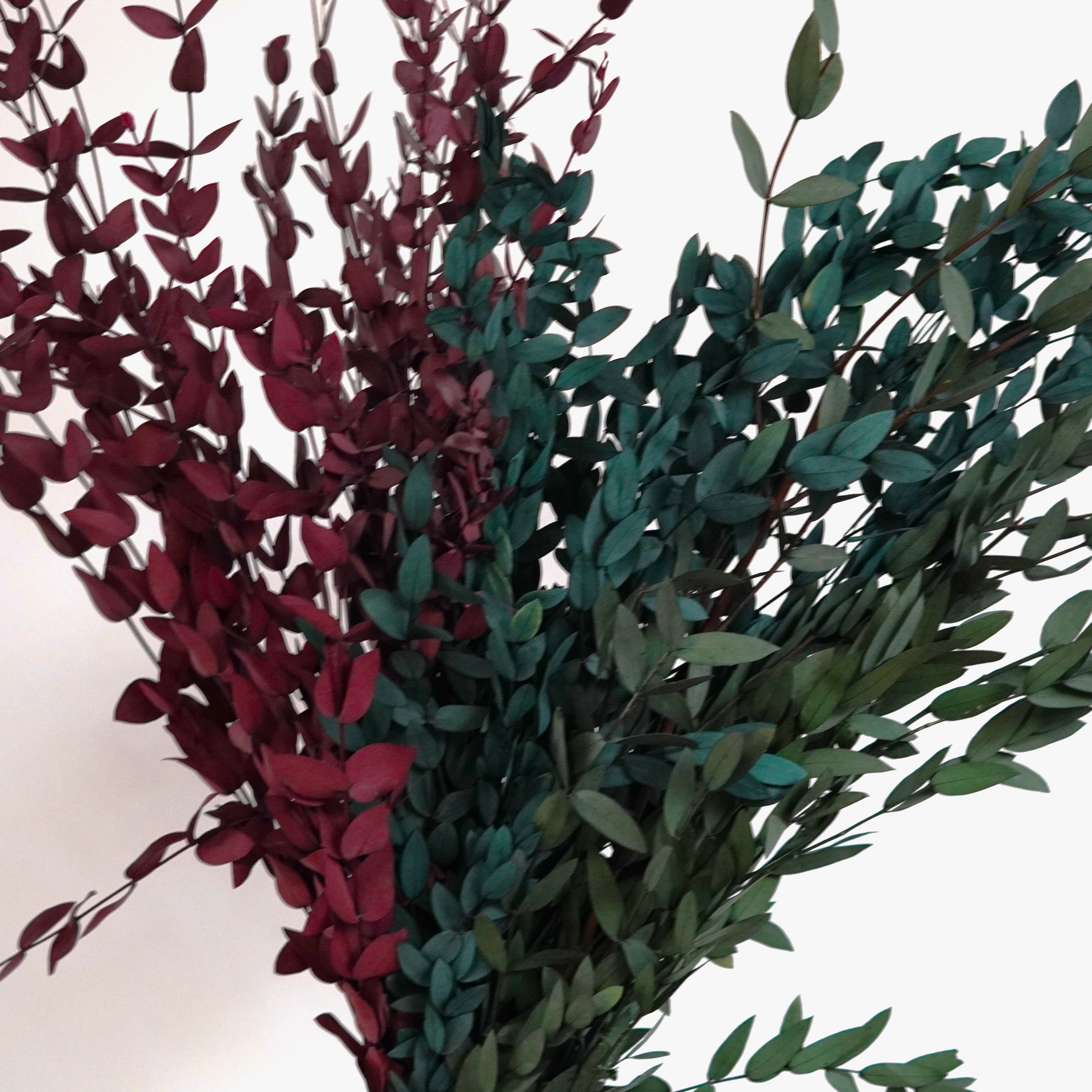 Preserved Parvifolia Eucalyptus / Small Leaf Eucalyptus / Dried Eucalyptus
