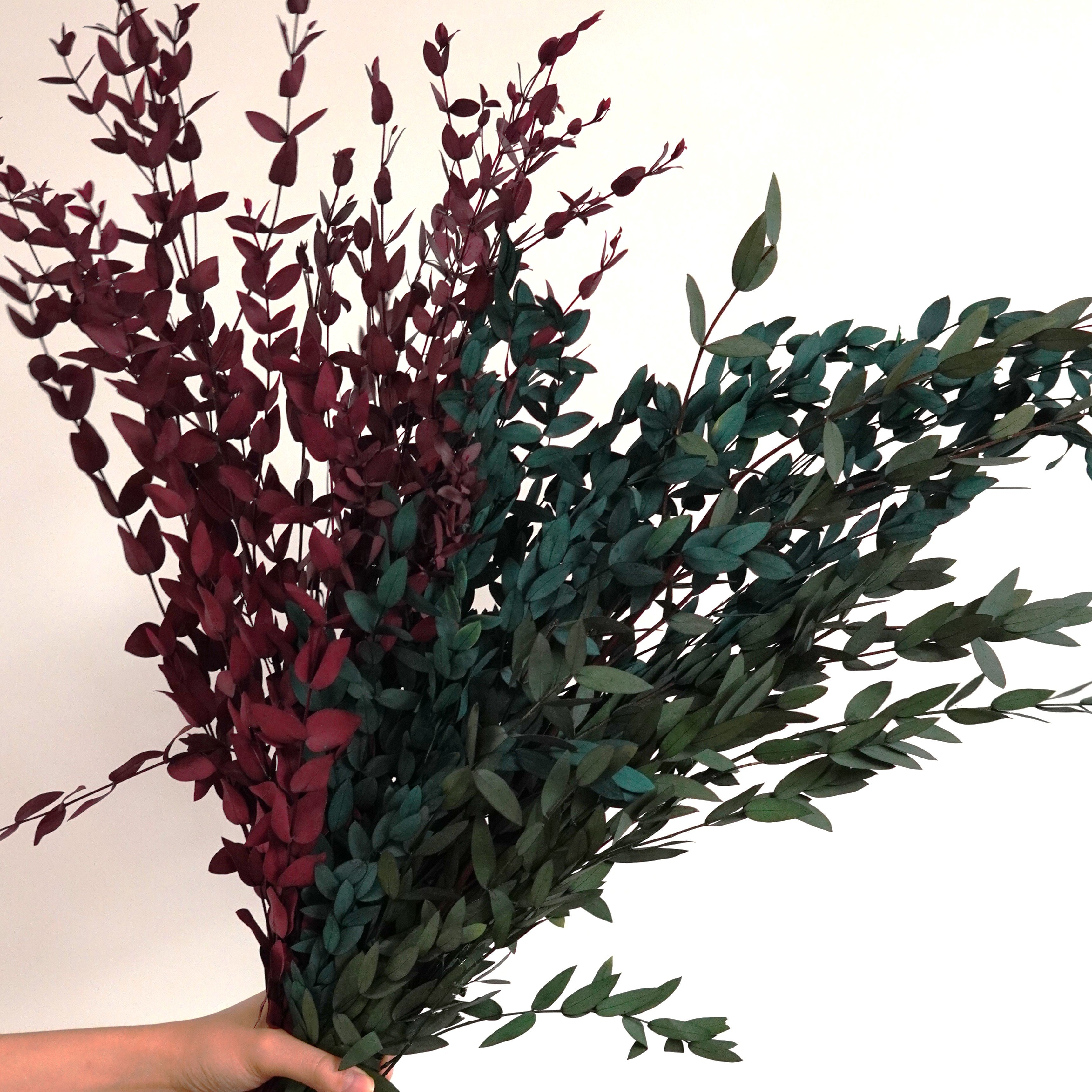 Preserved Parvifolia Eucalyptus / Small Leaf Eucalyptus / Dried Eucalyptus