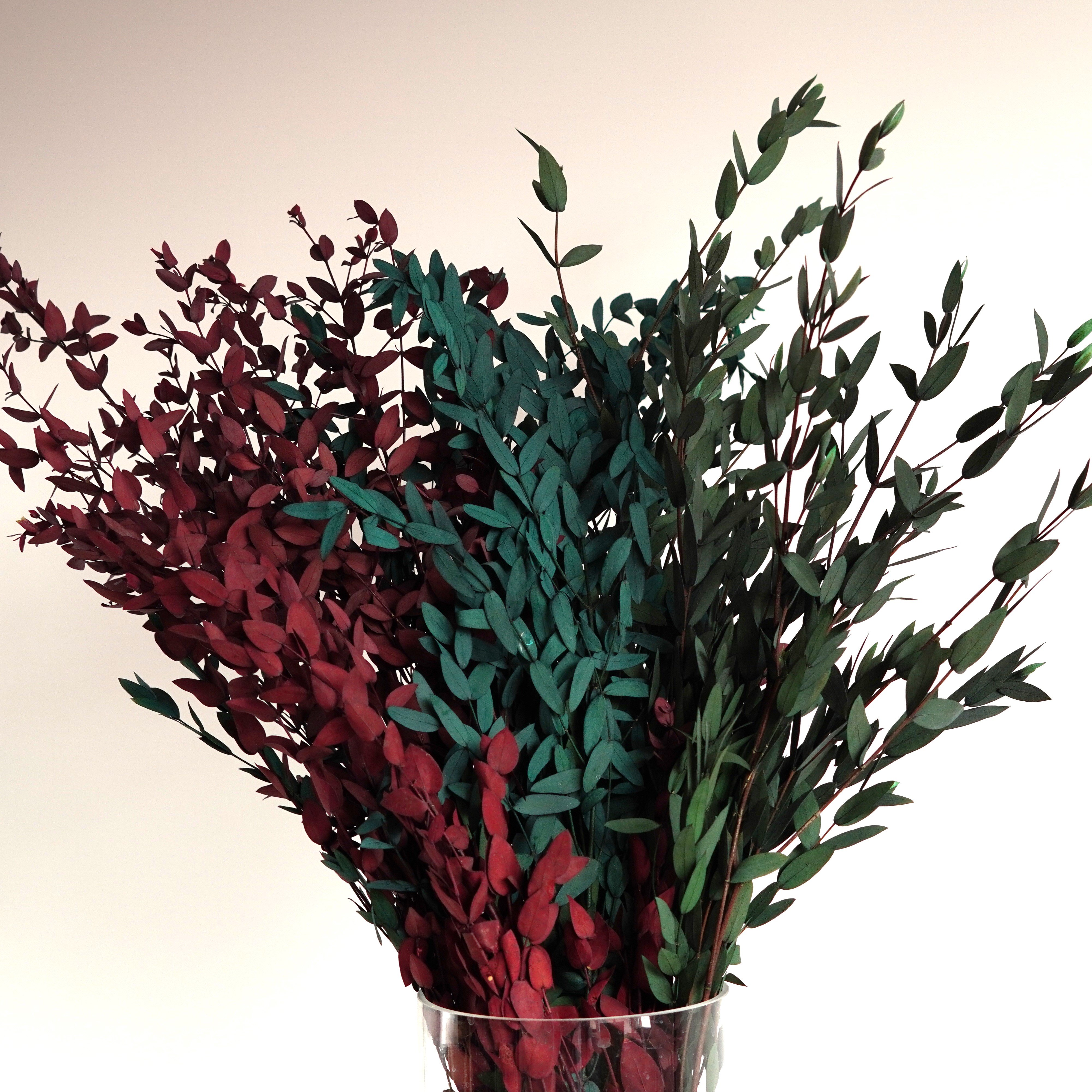 Preserved Parvifolia Eucalyptus / Small Leaf Eucalyptus / Dried Eucalyptus