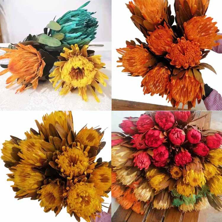 PPF20 Protea 2024 ins the most popular dried flowers Preserved Plants protea cynaroides flower for home decoration