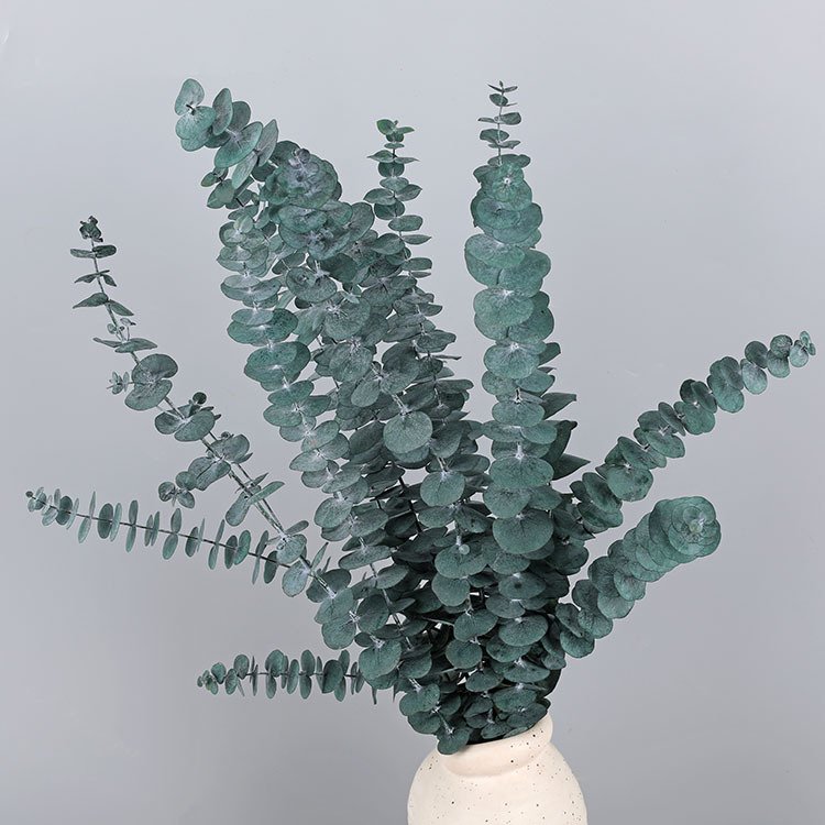 Preserved natural dried Eucalyptus Leaves green round leaf branches flower, Hanging Fragrance Real Plant, flower arrangement