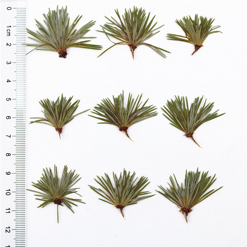 I642 Pine Needles Real Pressed Leaves Dried Plants Makeup Decoration Set of 12pcs