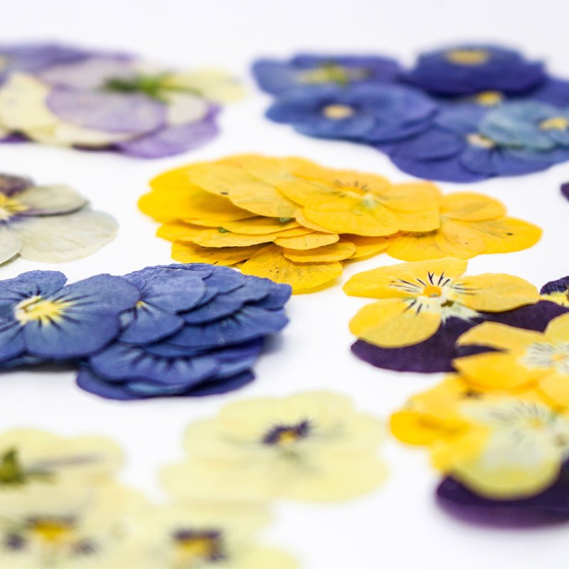DIY Supplies Real Color Mix Dried Pressed Pansies Flowers for Crafts Resin Jewelry Candle