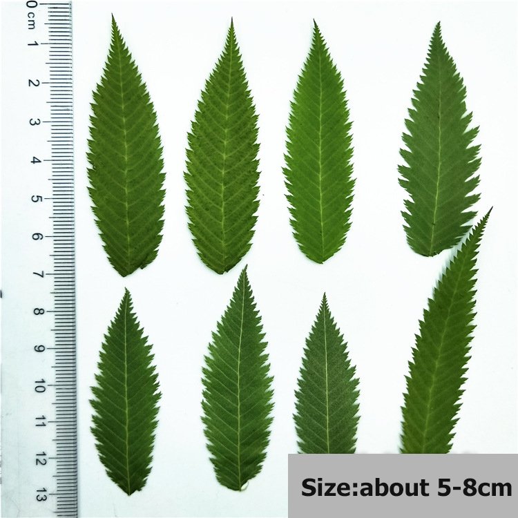 Best Price Dried Leaves Snow Willow Leaf Dried Original Green Bouquet For Home