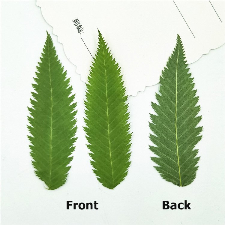 Best Price Dried Leaves Snow Willow Leaf Dried Original Green Bouquet For Home